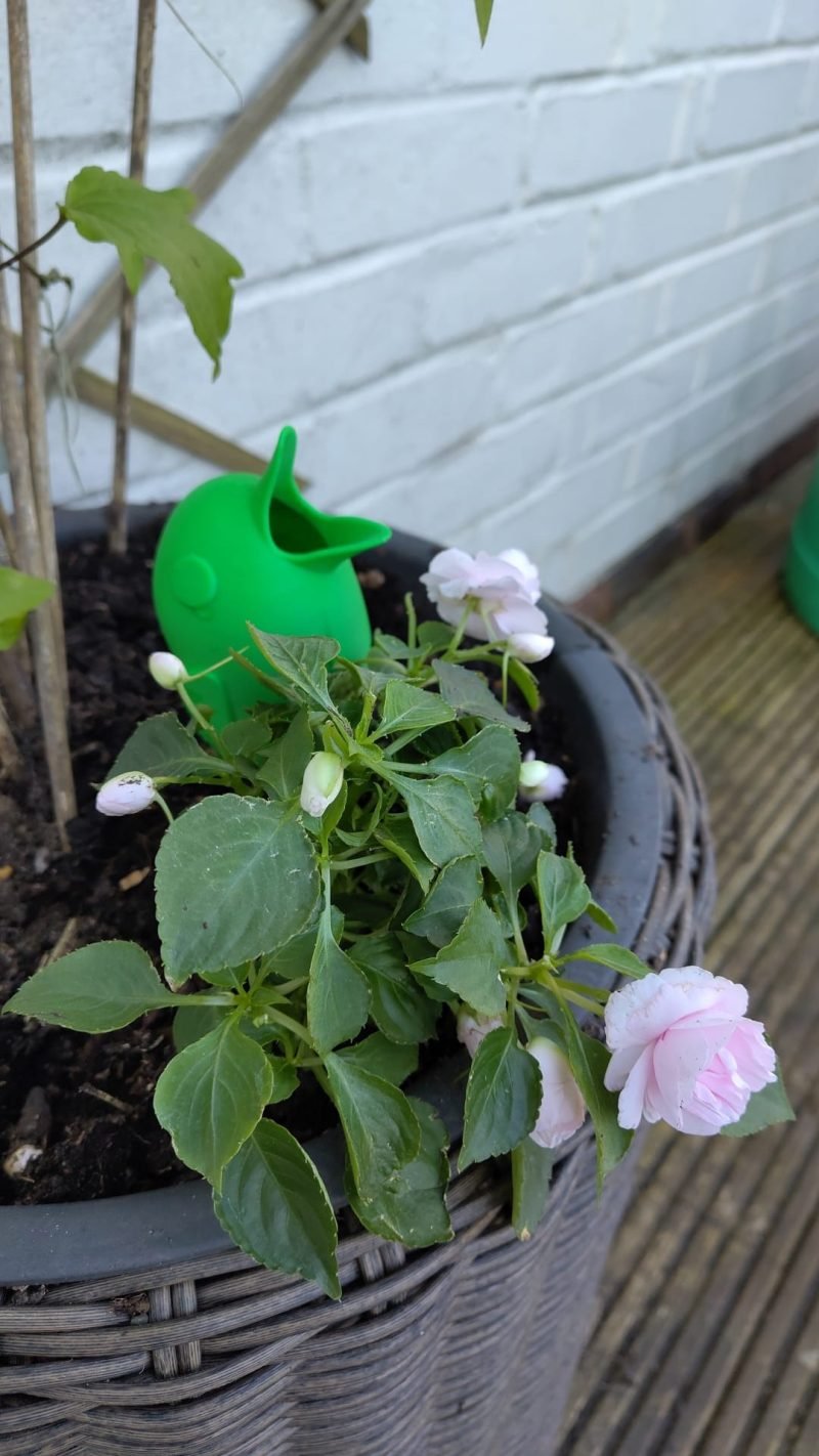 Bird self watering stake